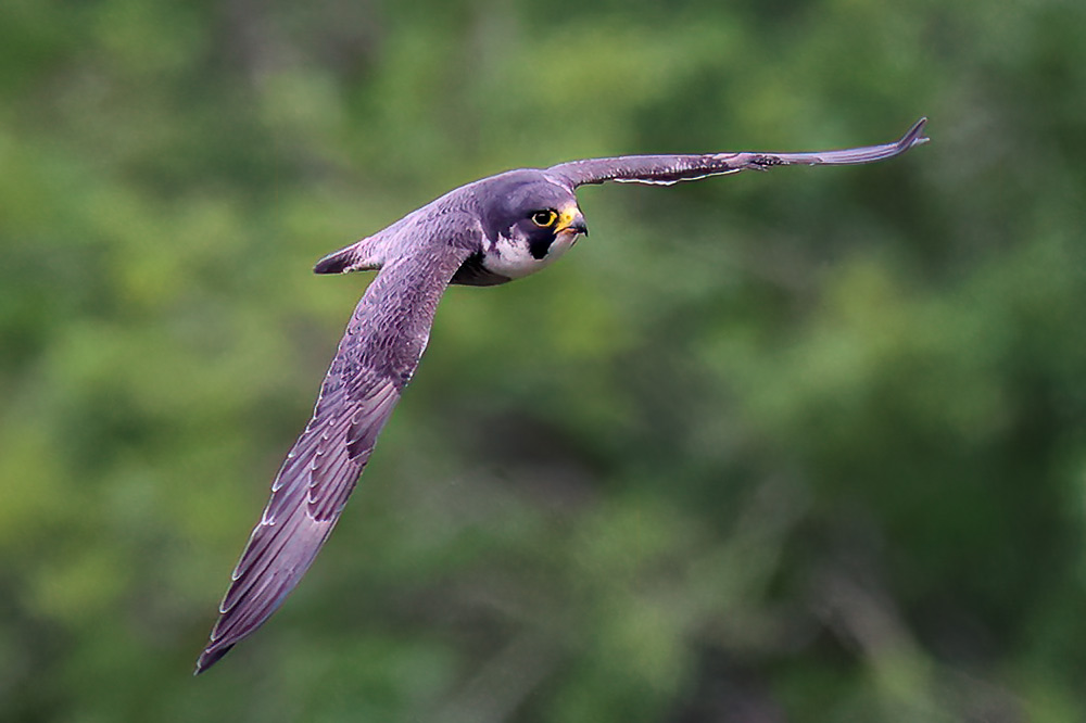 Peregrine